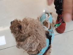 -北京观赏动物医院·24小时大型综合·猫专科·异宠专科