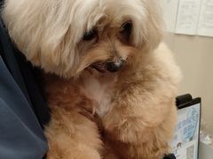 -瑞鹏宠物医院(大运分院)