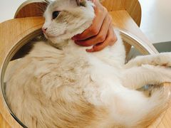 -飞行喵MR PILOT|猫舍·猫咖(静安大融城店)