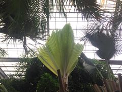 -呀路古热带植物园