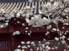 -长春观