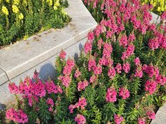 -黑龙江省森林植物园