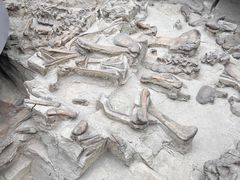 -自贡恐龙博物馆