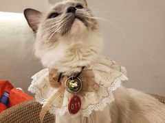 -喵喵咪呀布偶猫咖(春熙路店)