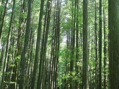 -武陵山森林公园