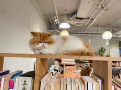 -Cappucimeow猫咪咖啡馆(韦伯时代店)