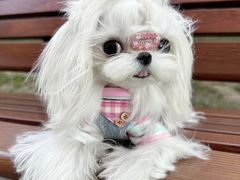 -萌宠之家·腊肠犬·马尔泰·小体犬舍