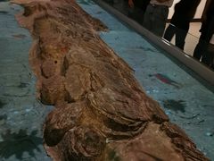 -白鹤梁水下博物馆