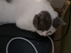 -Cappucimeow猫咪咖啡馆(韦伯时代店)