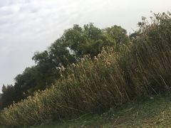 -共青国家森林公园-售票处