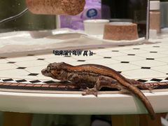 -酷以爬仙阁实体爬宠店·守宫·蜥蜴·专业繁育