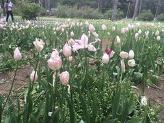 -黑龙江省森林植物园