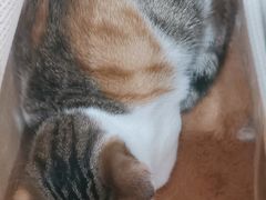 -创凡宠物医院·骨专科  猫科中心(西乡分院)