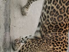 -深圳野生动物园