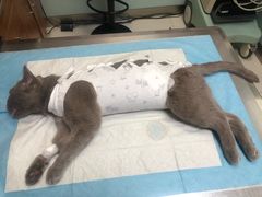 -纳吉亚猫专科动物医院博雅分院