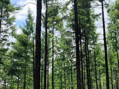 -塞罕坝国家级自然保护区