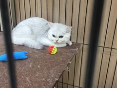 -多卡布奇宠物生活馆(上林世家店)