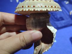 -贝壳王国博物馆
