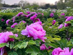 -洛阳市隋唐城遗址植物园