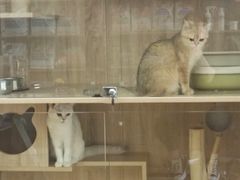 -1013 PET SHOP精品宠物商店(丁香店)