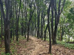 -黄埔油麻山森林公园