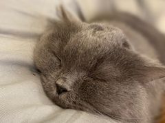 -猫亿天猫咖