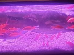 -智慧盲人按摩艾灸-颈肩腰膝疼痛调理(浦东店)