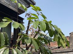 -VOYAGE COFFEE(杨梅竹店)