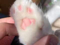 -lincat·猫舍(广州店)