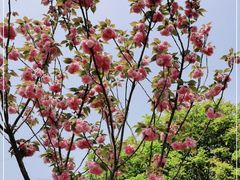 -高东镇樱花园