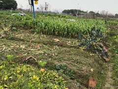 -田园东方蜜桃村的田野营地