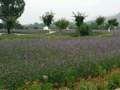 android_upload_pic-密云玫瑰情园