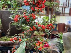 -秦美花卉(天朗·莱茵小城2期店)