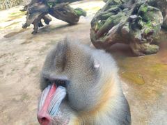 -云南野生动物园