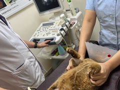 -全心全意连锁动物医院·特色中医诊疗(会城门分院)