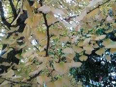 android_upload_pic-富乐山
