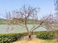 -南国桃园旅游度假区