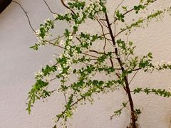 -Ginko银子(青龙街店)
