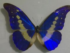-上海大自然野生昆虫馆(东方明珠·爬宠昆虫探索中心)