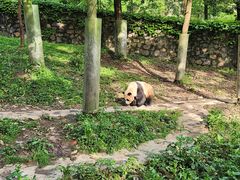 -都江堰中华大熊猫苑