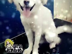 -仁华宠物医院(青羊店)