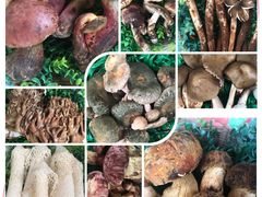 -佳缘野生菌食府