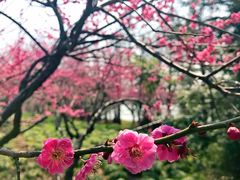景点-上海海湾国家森林公园