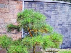 -西安华清御汤酒店