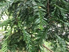 -广州神农草堂中医药博物馆