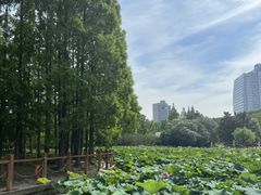 -黄兴公园