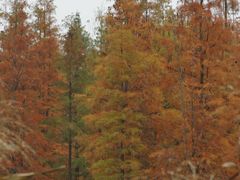 -白鹭湾湿地公园