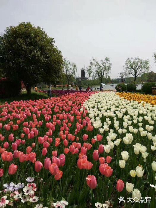 上海鮮花港圖片