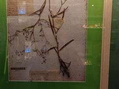-四川大学博物馆