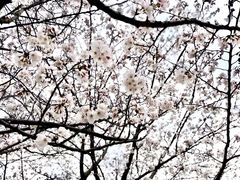 -高东镇樱花园